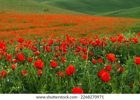 Red poppies on a mountain slope. Floral background. Selective focus.
