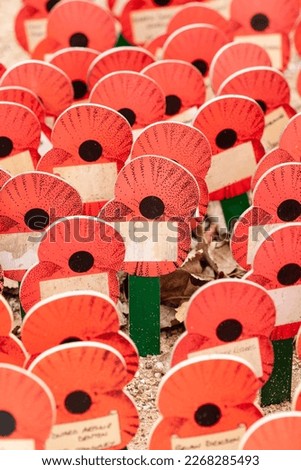 Beautiful picture of poppy flowers. Remembrance Day. Close-up, memorial