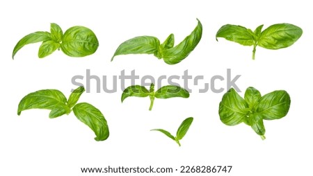 Green basil leaves with Clipping paths, full depth of field. Fresh red basil herb leaves isolated on white background. Purple Dark Opal Basil. Focus stacking. 