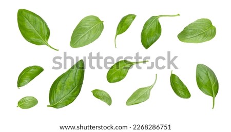 Green basil leaves with Clipping paths, full depth of field. Fresh red basil herb leaves isolated on white background. Purple Dark Opal Basil. Focus stacking. 