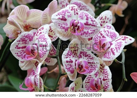 Cream and purple spotted phalaenopsis moth orchids in flower.  Royalty-Free Stock Photo #2268287059