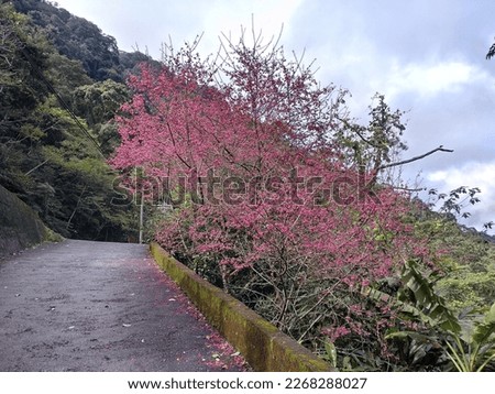 The view of beautiful cherry forest with blossom in the mountain in Sanxia in New Taipei City in Taiwan