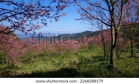 The view of beautiful cherry forest with blossom on the  hillside in Sanxia in New Taipei City in Taiwan
