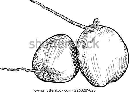 black and white hand drawn illustration of coconuts