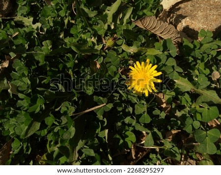 This is a dandelion flower and now it is the spring season in Swat, Pakistan. The picture shoot on 8th February, 2023.