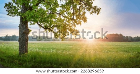 Old oak tree standing on the foggy field. Royalty-Free Stock Photo #2268296659