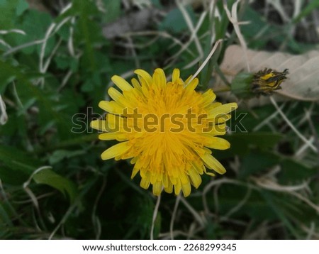 This is a dandelion flower and now it is the spring season in Swat, Pakistan. The picture shoot on 8th February, 2023.