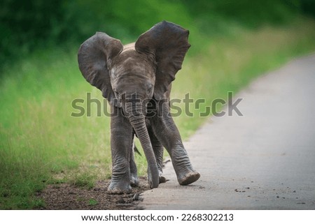 A baby elephant dancing at the side of the tar road in Kruger National Park.