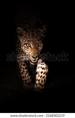 A young leopard cub walking through the dark night towards the camera, Greater Kruger 