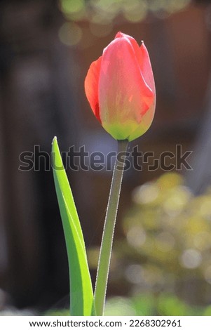 Red tulip flower closeup on a blurred background. Background. Layer. Selective focus. Copy space