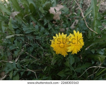 These are dandelion flowers and now it is the spring season in Swat, Pakistan. The picture shoot on 8th February, 2023.