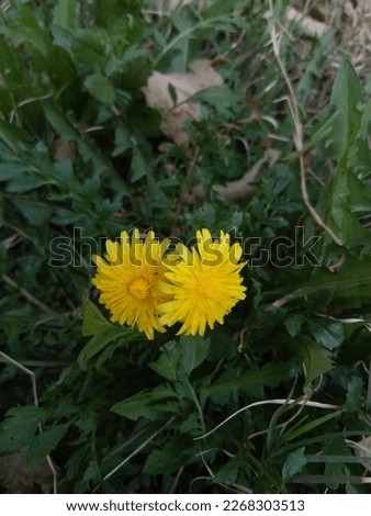 These are dandelion flowers and now it is the spring season in Swat, Pakistan. The picture shoot on 8th February, 2023.