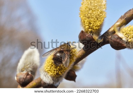 Spring. The willow (lat. Salix) blossoms, the earrings - inflorescences have blossomed.