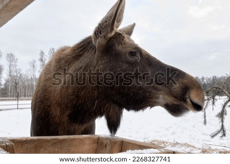 Moose in the reserve in winter. 