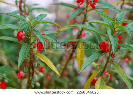 bunga pacar air or impatiens balsamina blooming beautifully in a garden with a blurred background, an ornamental plant with red flowers from Asia which can be used as herbal medicine and nail color