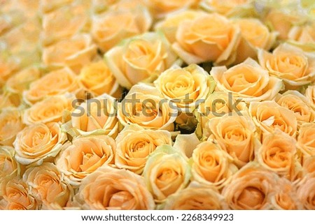 A bouquet of peach roses . selective focus. background.