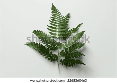 Flowers creative composition. Bouquet of fern leaves plant isolated on white background. Flat lay, top view, copy space	 Royalty-Free Stock Photo #2268360463