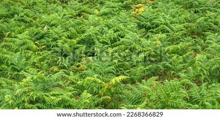 Dense Vegetation View of Fern Leaves at the Forest Textured Background