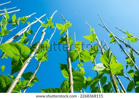 Bean bushes striving up the retaining poles Royalty-Free Stock Photo #2268368115