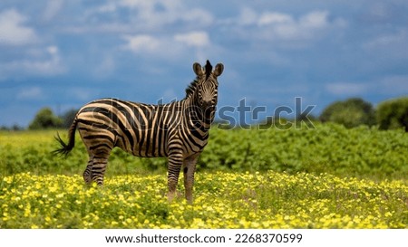 a zebra stallion in a field of yellow flowers