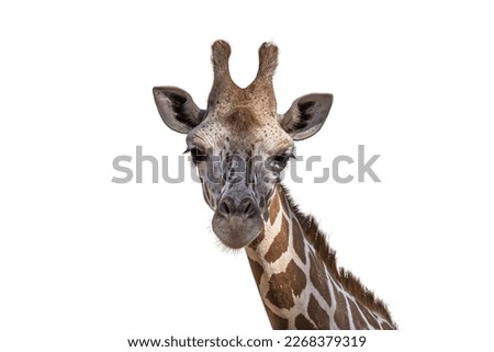 Close-up isolated portrait of the Angolan (Namibian) giraffe Giraffa angolensis lives in forest, savanna and shrubland in Africa (Namibia, Zambia, Botswana and Zimbabwe). Royalty-Free Stock Photo #2268379319