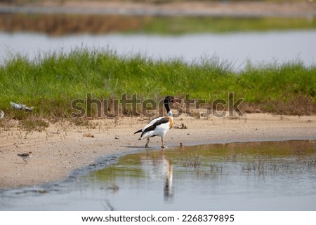 water bird in its natural environment, Common Shelduck, Tadorna tadorna	