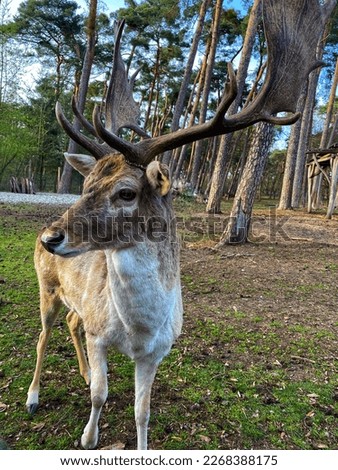 Portrait of a deer with big antlers. Brown and white deer with huge horns standing in a park and surrounded by tall trees. The deer was calm and friendly. This picture was taken in Germany