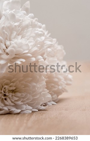 White chrysanthemum on a wooden table