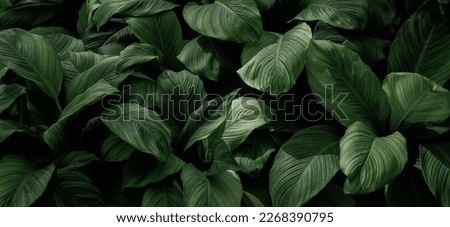 Dark green leaves in the park background image
