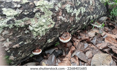 Lingzhi mushrooms is a polypore fungus or bracket fungus native to East Asia belonging to the genus Ganoderma.Its reddish brown varnished kidney-shaped cap. It is used in traditional Chinese. 