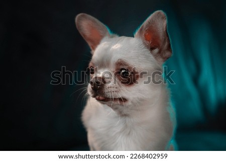 Little chihuahua dog is posing. Cute playful doggy or pet isolated on neon colored background. 