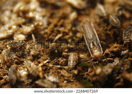 macro photo of ground fleas that are clustered in the nest.