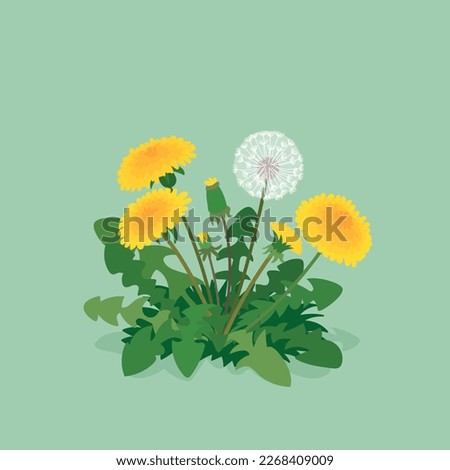 dandelions on the grass vector clip art