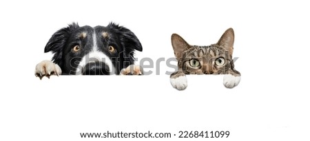 Banner  curiousy pets, dog and cat looking hanging its paws on a blank. Isolated on white background