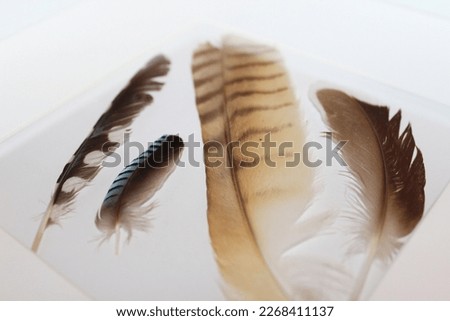 Portrait picture of four feathers. the brown and yellow feather comes from an owl, the brown one with white dots belongs to a woodpecker. the other two are from a jay and a duck. 