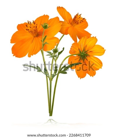 Beautiful orange cosmos flower bouquet falling in the air isolated on white background. Levitation or zero gravity flowers conception. Creative floral layout. High resolution image
