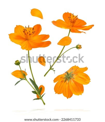 Beautiful orange cosmos flower falling in the air isolated on white background. Levitation or zero gravity flowers conception. Creative floral layout. High resolution image