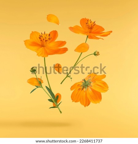 Beautiful orange cosmos flower falling in the air isolated on yellow background. Levitation or zero gravity flowers conception. Creative floral layout. High resolution image Royalty-Free Stock Photo #2268411737