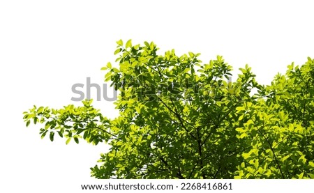 Green leaves isolated on white background. Image add a layer mask. make work path from selection.