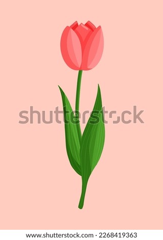 Red tulip flower. Spring blooming vector illustration for women's day, mother's day, easter and other holidays. Floral isolated design for postcard, poster, ad, decor, fabric and other uses.