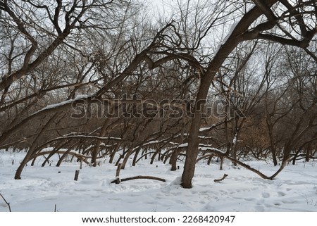 Curved trees without leaves in the snow. Winter deciduous forest on a sunny day