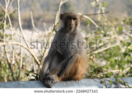 Monkeys in India. Rhesus Macaques are native to Indian subcontinent