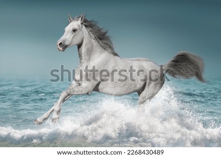 Grey horse runs in the water of the blue sea