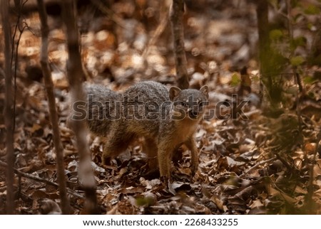 Narrow-striped Mongoose - Mungotictis decemlineata, beautiful shy mammal, endemic in Madagascar dry forests, Kirindy, Madagascar. Royalty-Free Stock Photo #2268433255