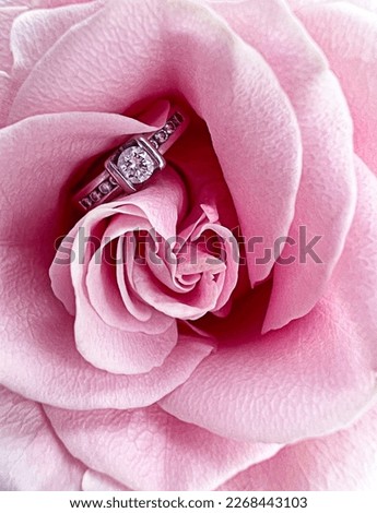 ring in the bud of pink rose, the concept of love, devotion, wedding, together and forever