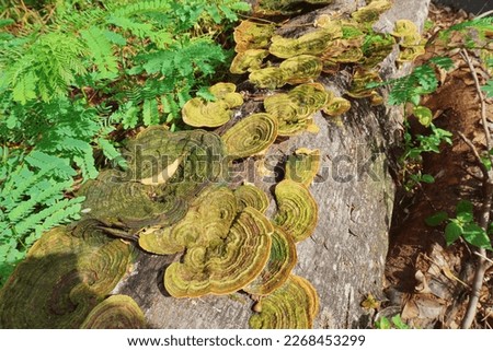 Group of Trametes versicolor – also known as turkey tail mushroom or Coriolus versicolor and Polyporus versicolor – with contrasting concentric zones of color Royalty-Free Stock Photo #2268453299