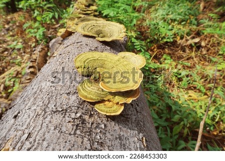 Trametes versicolor – also known as Coriolus versicolor and Polyporus versicolor – or turkey tail, a polypore mushroom found throughout the world with contrasting concentric zones of color Royalty-Free Stock Photo #2268453303