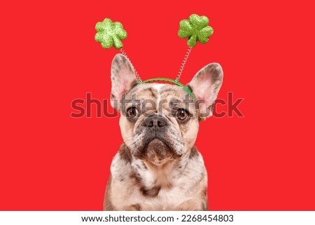 Funny French Bulldog dog wearing St. Patrick’s Day shamrock costume headband on red background