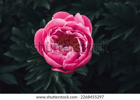 Beautiful fresh purple pink peony flower in full bloom in the garden against dark green leaves, close up. View from above. Summer natural floral background. Copy space for text.