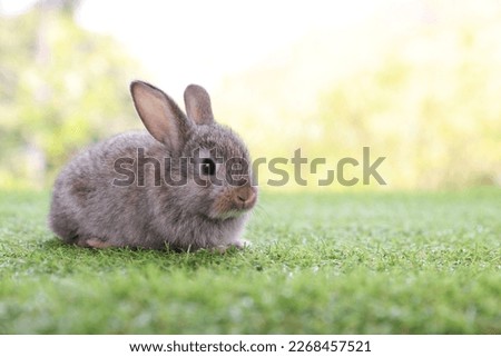 healthy Lovely bunny easter fluffy brown rabbits, cute baby rabbit on green garden nature background. The Easter brown hares. Close - up of a rabbit. Symbol of easter festival animal. Royalty-Free Stock Photo #2268457521